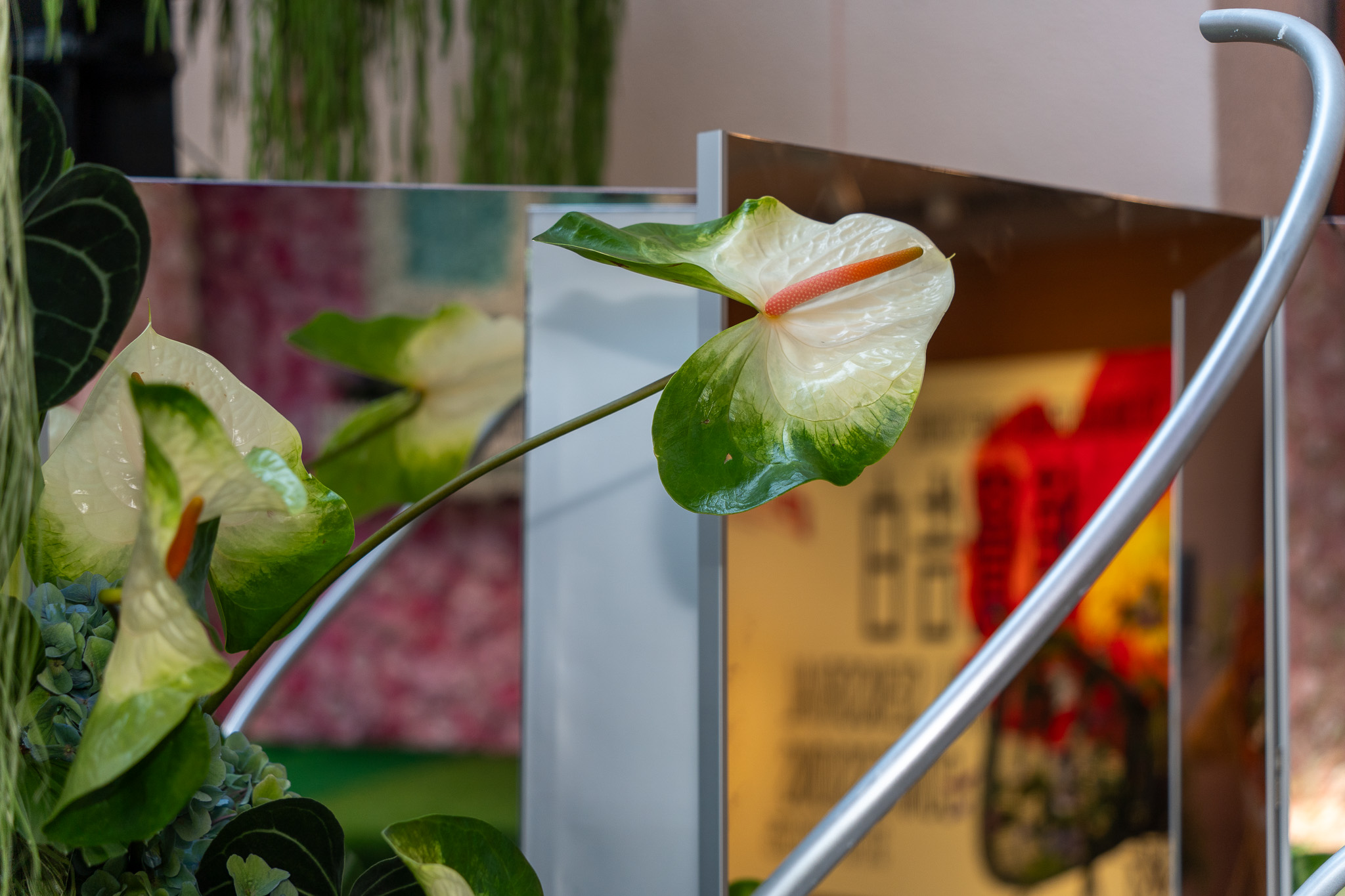 凡花不凡，鏡鏡苒苒 - Image 4